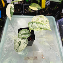 Load image into Gallery viewer, Scindapsus Peasun, Exact Plant Variegated Ships Nationwide
