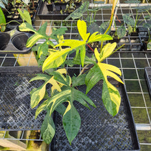 Load image into Gallery viewer, Philodendron Florida Beauty Variegated exact plant, Fedex 2day*
