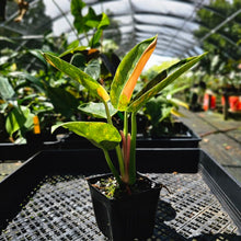 Load image into Gallery viewer, Philodendron Green Congo Nuclear, Exact Plant Variegated
