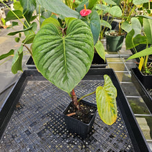 Load image into Gallery viewer, Philodendron Sodiroi True Form, Exact Plant Ships Nationwide
