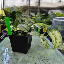 Load image into Gallery viewer, Scindapsus Peasun, Exact Plant Variegated Ships Nationwide
