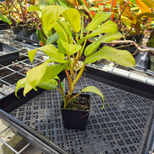 Load image into Gallery viewer, Philodendron Thai Sunrise, Exact Plant Variegated Ships Nationwide

