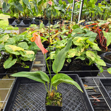 Load image into Gallery viewer, Anthurium Scherzerianum &quot;Pig Tail&quot; Speckled, Exact Plant
