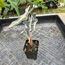 Load image into Gallery viewer, Alocasia nobilis pink Variegated Ships Nationwide
