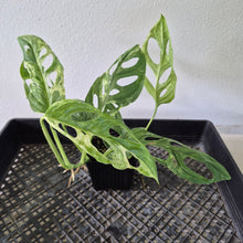 Load image into Gallery viewer, Monstera Adansonii Mint "Indonesia" Variegated exact plant, Fedex 2day*
