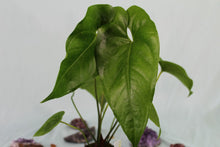 Load image into Gallery viewer, Anthurium Watermaliense, exact plant, ships nationwide

