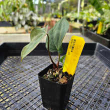 Load image into Gallery viewer, Anthurium Ace Of Spades X Papillilaminum, Exact Plant Ships Nationwide
