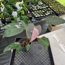 Load image into Gallery viewer, Philodendron Pink Princess Variegated exact plant, Fedex 2day

