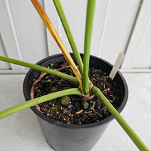 Load image into Gallery viewer, Philodendron Thaumatophyllum Goeldii X Selloum &quot;African Fantasy, Exact Plant
