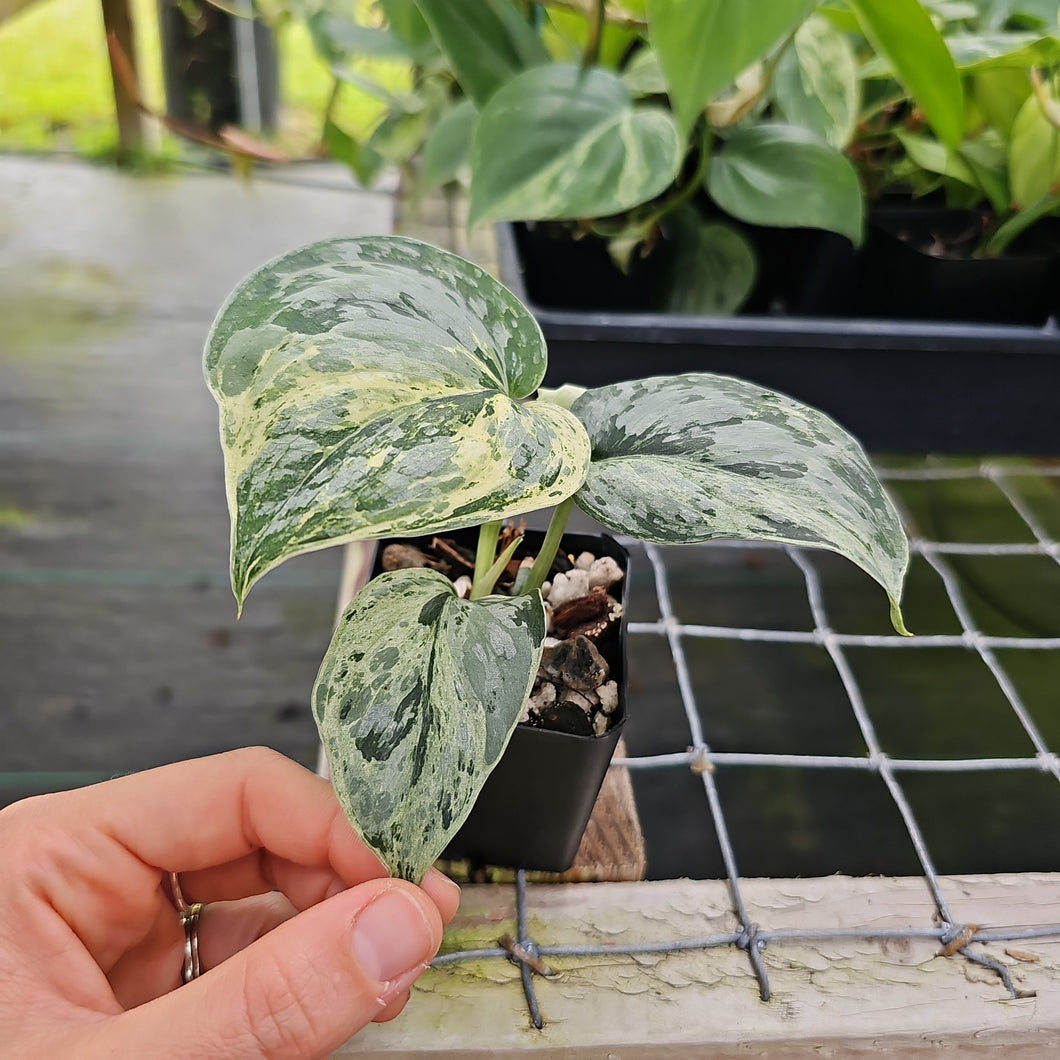 Scindapsus Peasun, Exact Plant Variegated Ships Nationwide