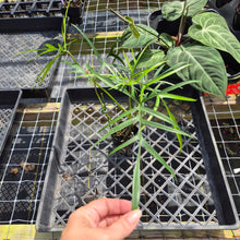Load image into Gallery viewer, Philodendron Polypodoides, Exact Plant Ships Nationwide
