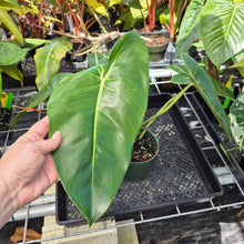 Load image into Gallery viewer, Philodendron Cordatum Kunth, Exact Plant Ships Nationwide
