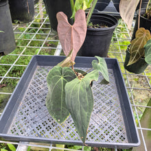Load image into Gallery viewer, Anthurium Ace Of Spades X Papillilaminum, Exact Plant
