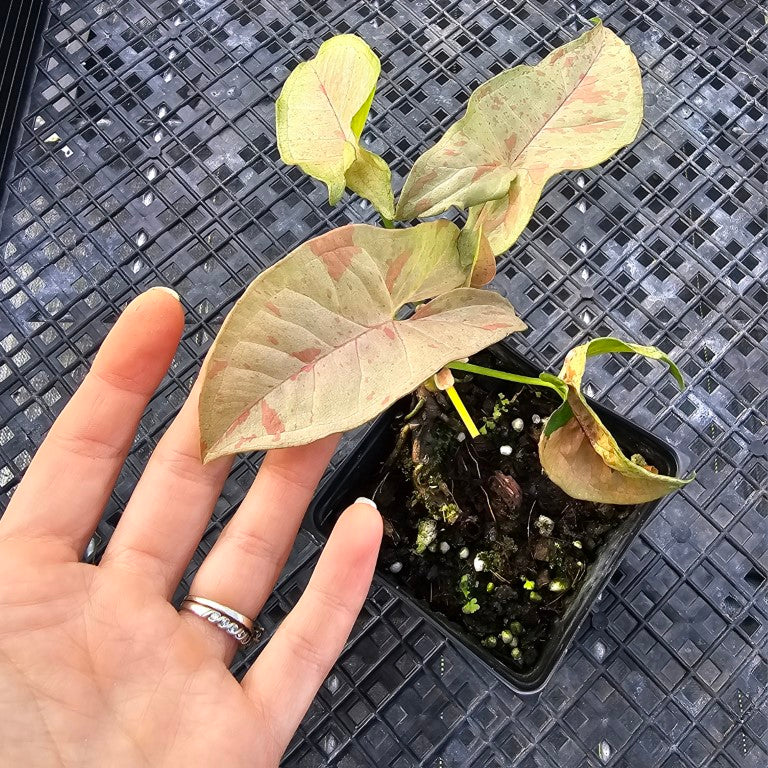 Syngonium Pink Spot, Exact Plant Variegated Ships Nationwide