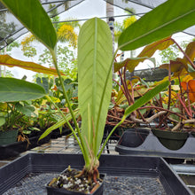 Load image into Gallery viewer, Anthurium Spectabile, Exact Plant Ships Nationwide
