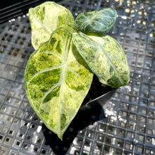 Load image into Gallery viewer, Alocasia Ninja, Exact Plant Variegated Ships Nationwide
