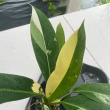 Load image into Gallery viewer, Philodendron Wend Imbe Variegated exact plant, Fedex 2day*
