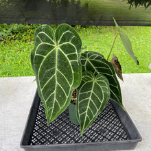 Load image into Gallery viewer, Anthurium Magnificum X Warocqueanum AFF noid, exact plant, Fedex 2day*
