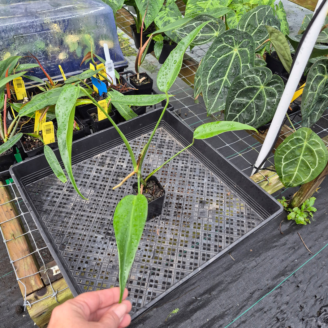 Monstera Burle Marx Flame, Exact Plant Ships Nationwide