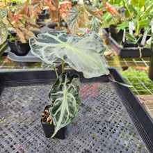 Load image into Gallery viewer, alocasia venom Exact Plant Ships Nationwide

