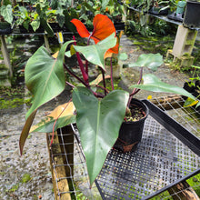 Load image into Gallery viewer, Philodendron Pink Princess Variegated exact plant, Fedex 2day*
