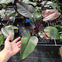 Load image into Gallery viewer, Philodendron Orange Princess, Exact Plant Variegated Ships Nationwide
