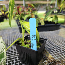 Load image into Gallery viewer, Alocasia Frydek, Exact Plant Variegated

