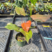 Load image into Gallery viewer, Philodendron Orange Princess Variegated exact plant, Fedex 2day
