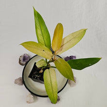 Load image into Gallery viewer, Philodendron Whipple Way, Exact Plant Variegated Ships Nationwide
