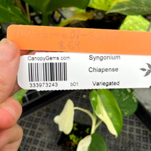 Load image into Gallery viewer, Syngonium Chiapense, Exact Plant Variegated Ships Nationwide
