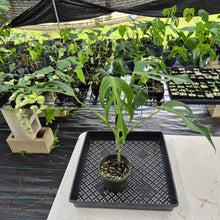 Load image into Gallery viewer, Monstera Burle Marx Flame exact plant, Fedex 2day

