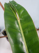 Load image into Gallery viewer, Billietiae, Exact Plant, Philodendron

