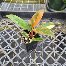Load image into Gallery viewer, Philodendron Red Congo, Exact Plant Variegated Ships Nationwide
