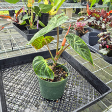 Load image into Gallery viewer, Philodendron Verrucosum Amazon Sunset, Exact Plant

