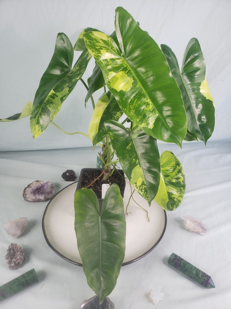 Burle Marx, exact plant, variegated Philodendron, ships nationwide