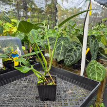 Load image into Gallery viewer, Monstera Burle Marx Flame, Exact Plant Ships Nationwide
