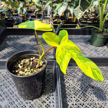 Load image into Gallery viewer, Philodendron Florida Beauty Variegated exact plant, Fedex 2day
