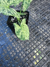 Load image into Gallery viewer, Syngonium Mojito, Exact Plant Variegated Ships Nationwide
