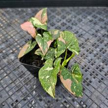 Load image into Gallery viewer, Syngonium Red Spot Tricolor, Exact Plant Variegated multi pot Ships Nationwide
