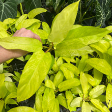 Load image into Gallery viewer, Philodendron Thai Sunrise Variegated 2.5" pot, Fedex 2day*
