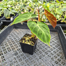 Load image into Gallery viewer, Philodendron Verrucosum Amazon Sunset exact plant, Fedex 2day*
