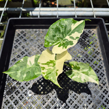 Load image into Gallery viewer, Alocasia Odora, Okinawa Silver Variegated exact plant, Fedex 2day*
