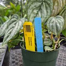 Load image into Gallery viewer, Philodendron Brandtianum, Exact Plant Ships Nationwide
