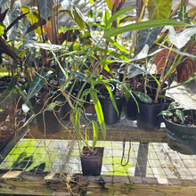 Load image into Gallery viewer, Philodendron Holtonianum, Exact Plant
