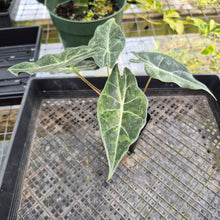 Load image into Gallery viewer, Alocasia Longiloba Black Satun Stardust Variegated, Exact Plant Ships Nationwide
