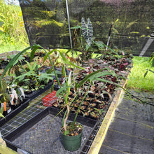 Load image into Gallery viewer, Philodendron Holtonianum exact plant, Fedex 2day*

