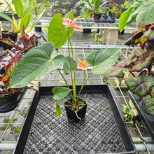 Load image into Gallery viewer, Anthurium Shibori, Exact Plant Variegated
