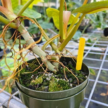 Load image into Gallery viewer, Philodendron Goldiana, Exact Plant aka Maui Gold, double plant
