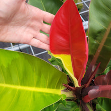 Load image into Gallery viewer, Philodendron Red Moon. not Yellow Flame, Exact Plant Variegated
