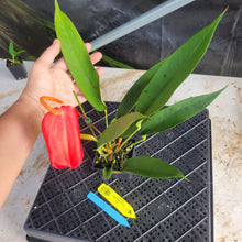 Load image into Gallery viewer, Anthurium Scherzerianum "Pig Tail", Exact Plant Ships Nationwide
